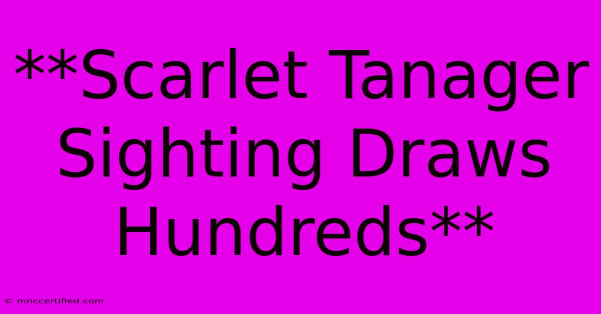 **Scarlet Tanager Sighting Draws Hundreds**