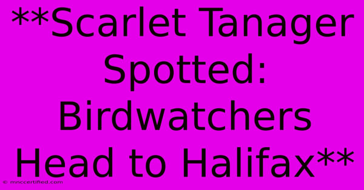 **Scarlet Tanager Spotted: Birdwatchers Head To Halifax**