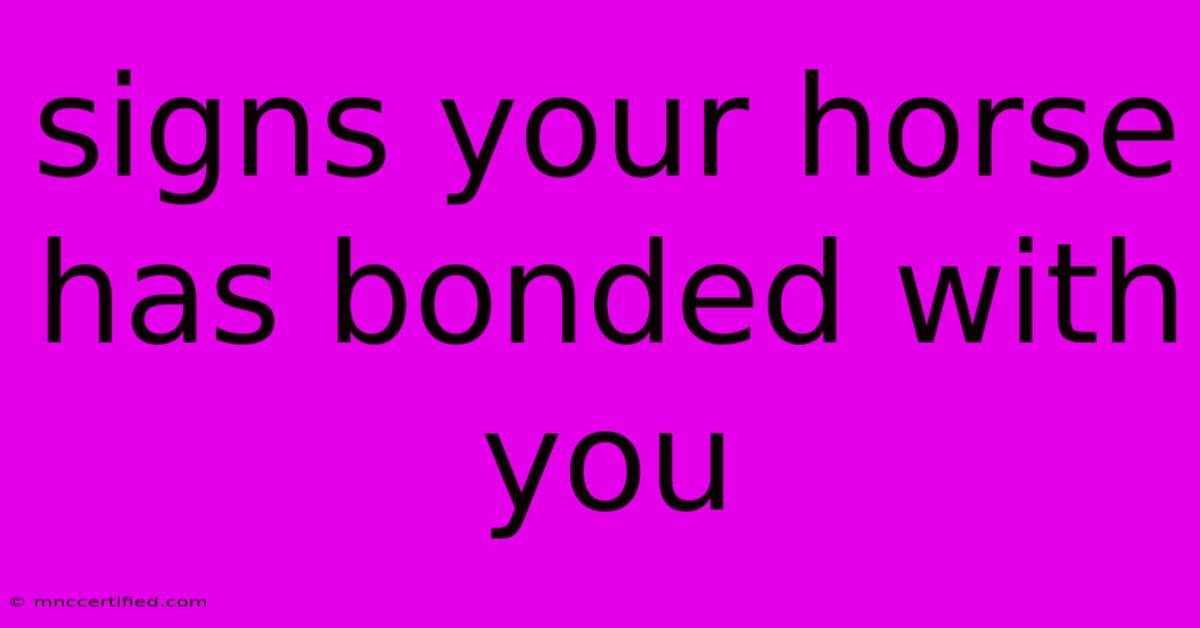 Signs Your Horse Has Bonded With You