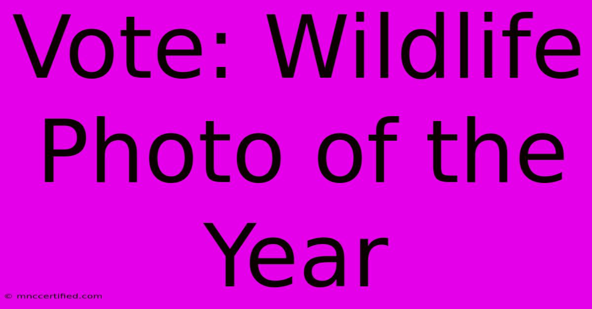 Vote: Wildlife Photo Of The Year