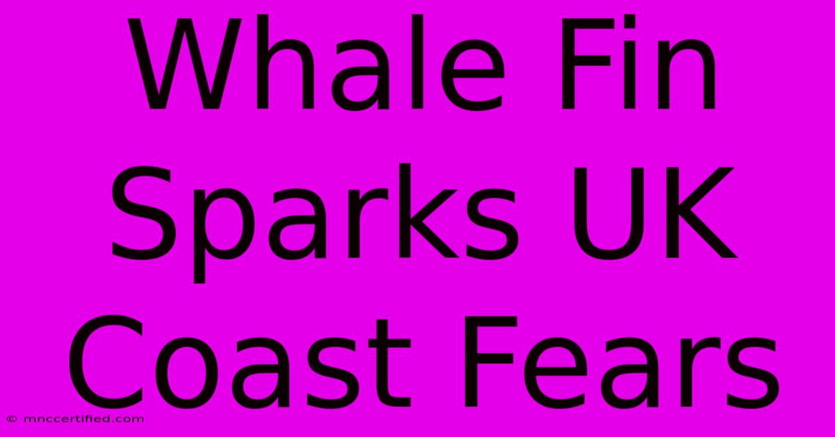 Whale Fin Sparks UK Coast Fears