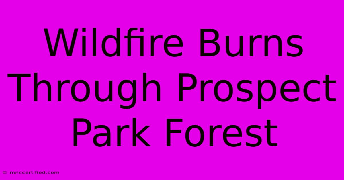 Wildfire Burns Through Prospect Park Forest