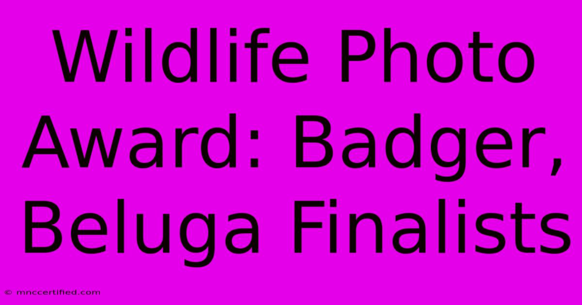 Wildlife Photo Award: Badger, Beluga Finalists