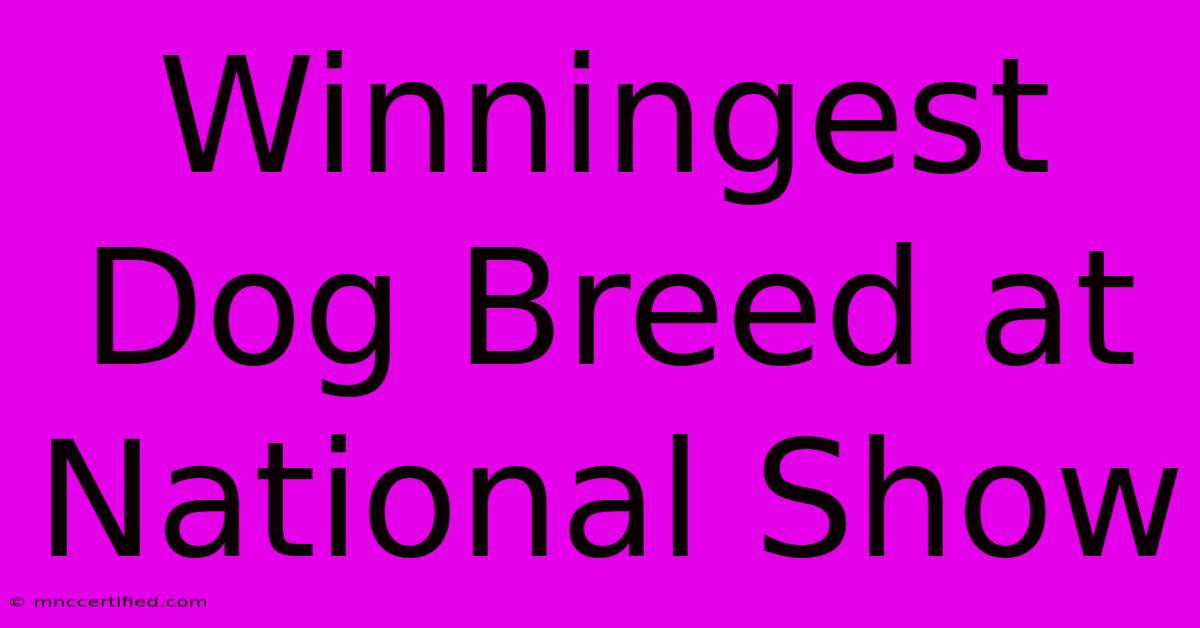 Winningest Dog Breed At National Show