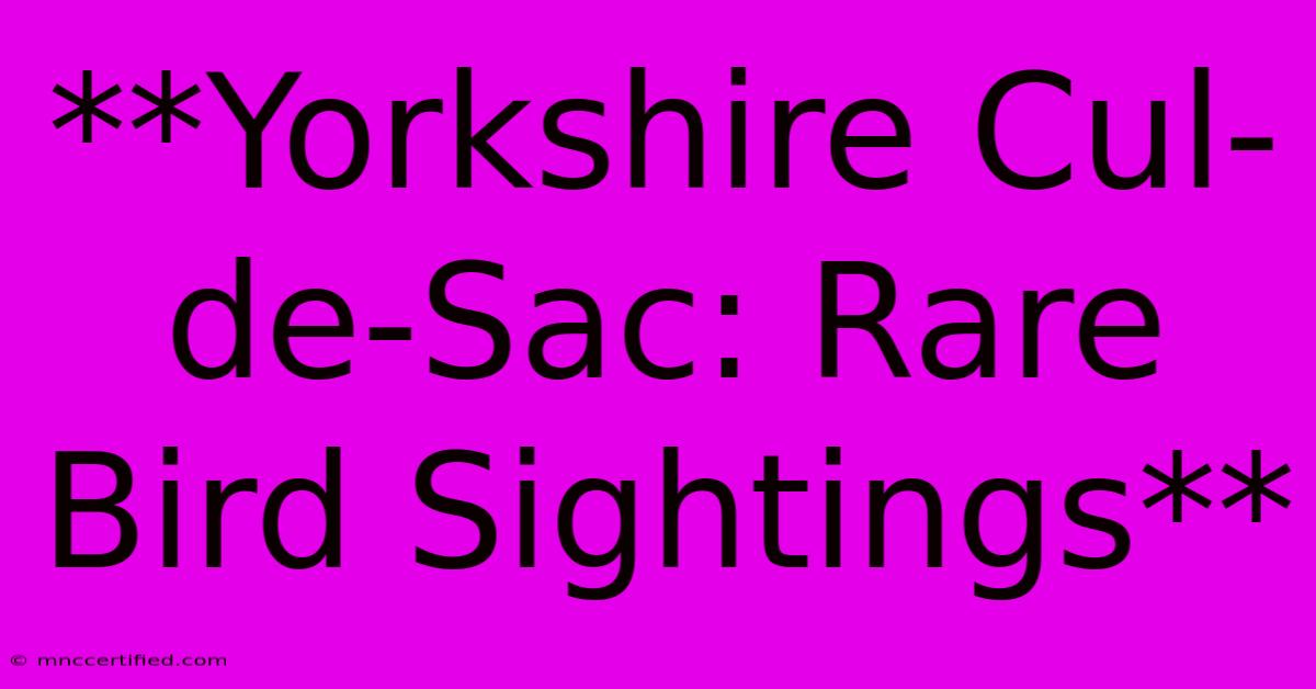 **Yorkshire Cul-de-Sac: Rare Bird Sightings**