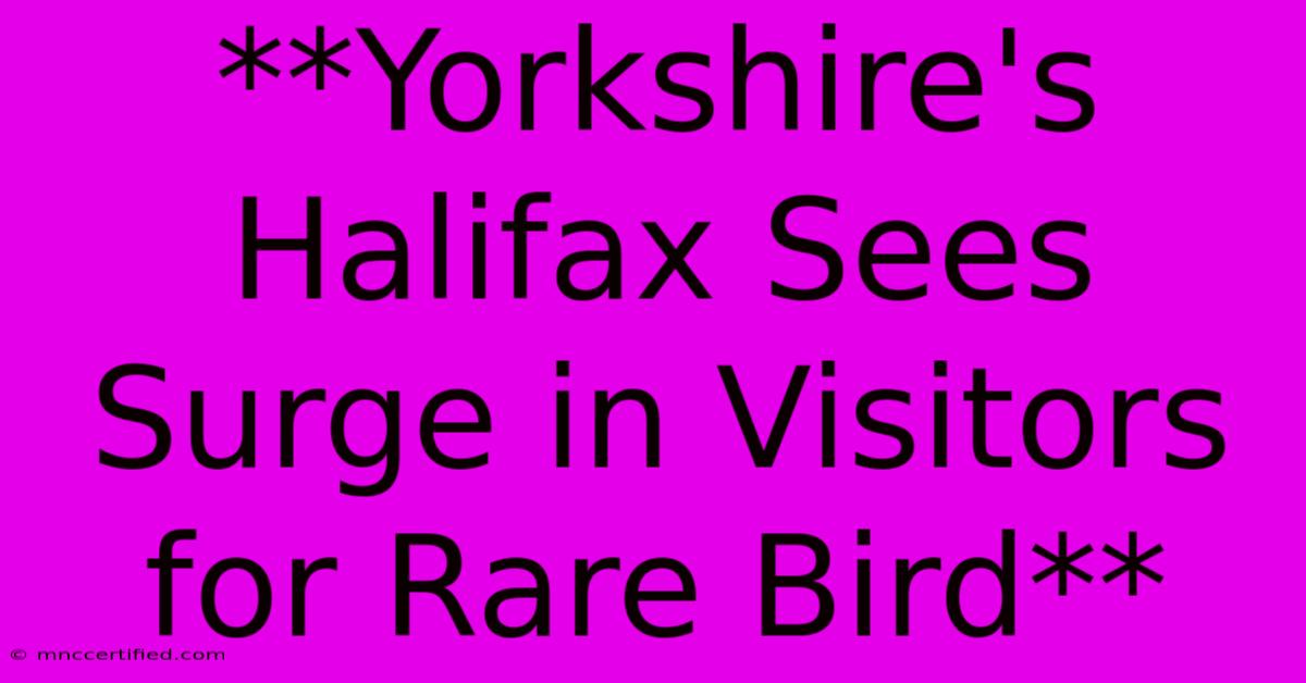 **Yorkshire's Halifax Sees Surge In Visitors For Rare Bird**